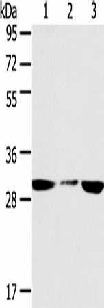 SDHB Polyclonal Antibody (E-AB-16795)