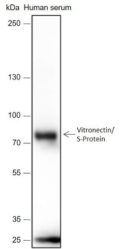 Recombinant Vitronectin/S-Protein Monoclonal Antibody (AN301686L)