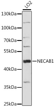NECAB1 Polyclonal Antibody (E-AB-91330)