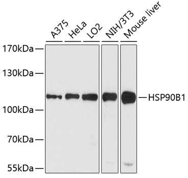 HSP90B1 Polyclonal Antibody (E-AB-60131)