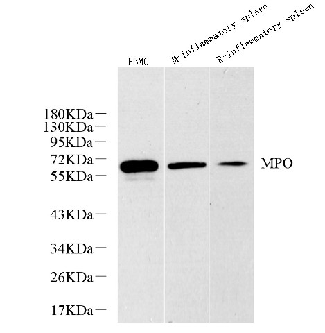 MPO Polyclonal Antibody (E-AB-70280)