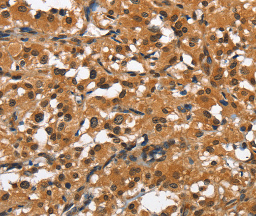 SLAMF8 Polyclonal Antibody (E-AB-14795)