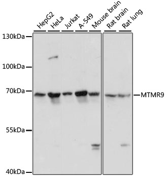 MTMR9 Polyclonal Antibody (E-AB-64468)