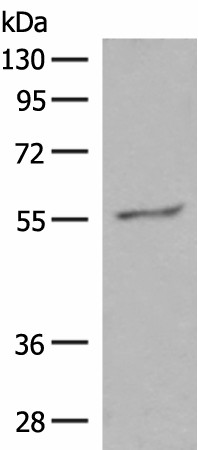 GPR161 Polyclonal Antibody (E-AB-19954)