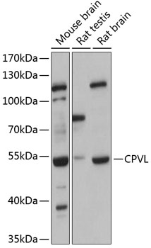 CPVL Polyclonal Antibody (E-AB-90408)