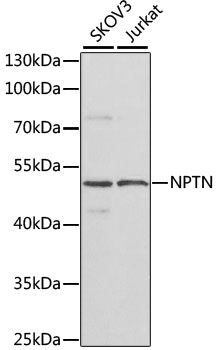 NPTN Polyclonal Antibody (E-AB-67934)