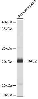 RAC2 Polyclonal Antibody (E-AB-60204)