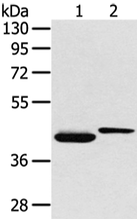 BMP4 Polyclonal Antibody (E-AB-10185)