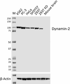 Purified anti-Dynamin-2 Antibody (633151)