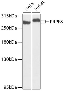 PRPF8 Polyclonal Antibody (E-AB-62352)