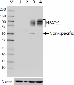 Purified anti-NFATc1 Antibody (649601)