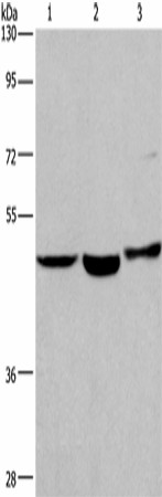 APMAP Polyclonal Antibody (E-AB-53279)