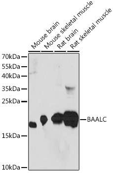 BAALC Polyclonal Antibody (E-AB-91186)