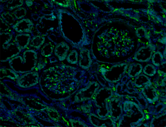 Purified anti-human CD111 (Nectin-1) Antibody (340402)