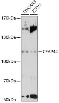CFAP44 Polyclonal Antibody (E-AB-90876)