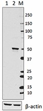 Purified anti-p53 Antibody (645801)