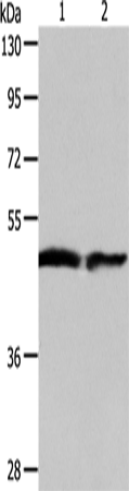 AADAC Polyclonal Antibody (E-AB-14453)