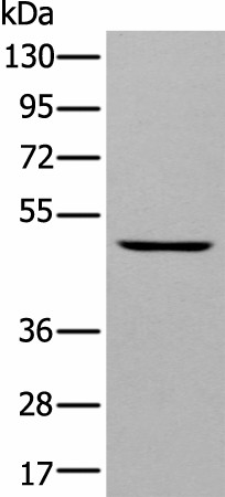 DAPK2 Polyclonal Antibody (E-AB-19487)