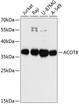 ACOT8 Polyclonal Antibody (E-AB-64436)