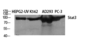 STAT3 Polyclonal Antibody (E-AB-32981)