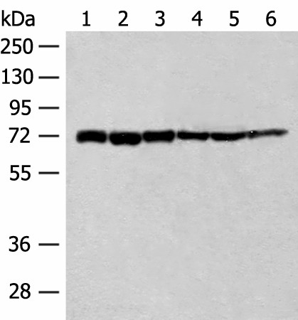 TCF25 Polyclonal Antibody (E-AB-18744)