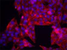 Purified anti-human CD44 Antibody (338802)