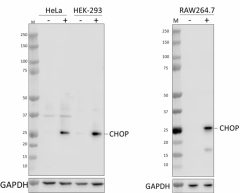 Purified anti-CHOP Antibody (948701)