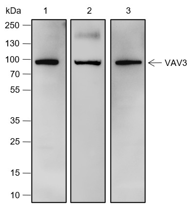 Recombinant VAV3 Monoclonal Antibody (AN301844L)