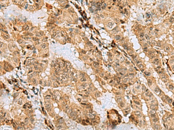 ASNA1 Polyclonal Antibody (E-AB-53162)