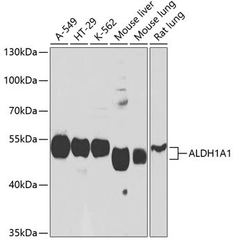 ALDH1A1 Polyclonal Antibody (E-AB-60451)
