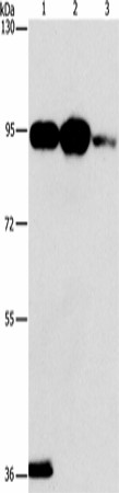 PLA2G4B Polyclonal Antibody (E-AB-16354)