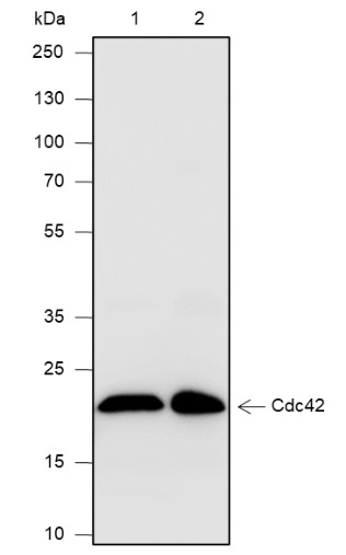 Recombinant Cdc42 Monoclonal Antibody (AN301860L)