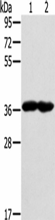GNAT3 Polyclonal Antibody (E-AB-16465)