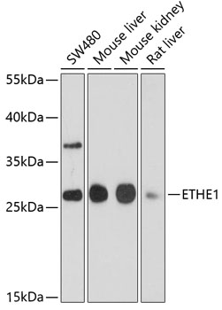ETHE1 Polyclonal Antibody (E-AB-63284)