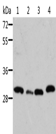STRADB Polyclonal Antibody (E-AB-14553)