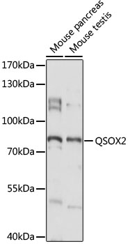 QSOX2 Polyclonal Antibody (E-AB-91068)