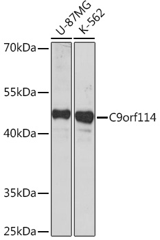 C9orf114 Polyclonal Antibody (E-AB-92059)