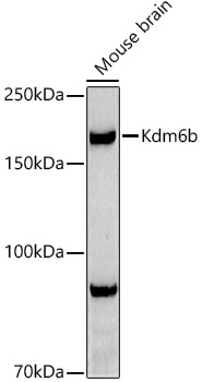 Kdm6b Polyclonal Antibody (E-AB-93093)