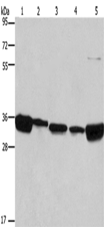 ELAVL1 Polyclonal Antibody (E-AB-10301)