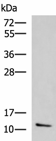 CCL13 Polyclonal Antibody (E-AB-52140)