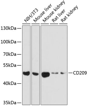 CD209 Polyclonal Antibody (E-AB-63106)
