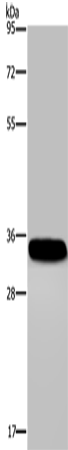 CA4 Polyclonal Antibody (E-AB-10206)