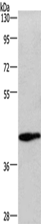 WNT3A Polyclonal Antibody (E-AB-11082)