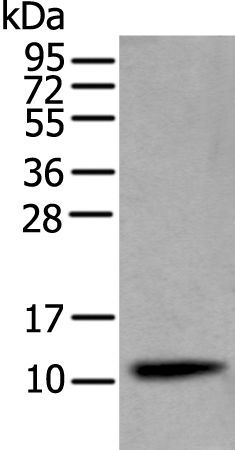 CST4 Polyclonal Antibody (E-AB-10936)