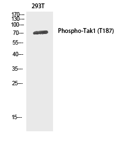 Phospho-MAP3K7 (Thr187) Polyclonal Antibody (E-AB-21065)
