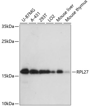 RPL27 Polyclonal Antibody (E-AB-64427)