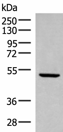 PSMD12 Polyclonal Antibody (E-AB-18838)