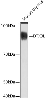 DTX3L Polyclonal Antibody (E-AB-92087)