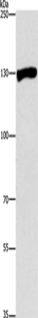 UPF1 Polyclonal Antibody (E-AB-13000)