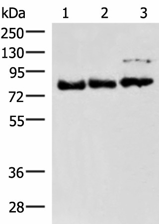 FOXK2 Polyclonal Antibody (E-AB-52021)